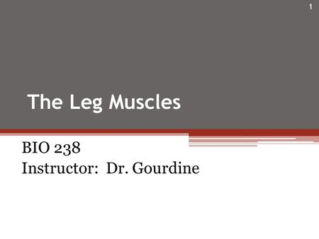 The Leg Muscles BIO 238 Instructor: Dr. Gourdine 1.