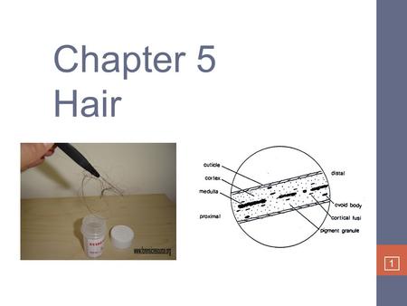 1 Chapter 5 Hair. 2 Class evidence Circumstantial evidence – lots of people have same hair color Places someone at the scene Only becomes individual evidence.
