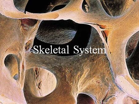 The Skeletal System Parts of the skeletal system