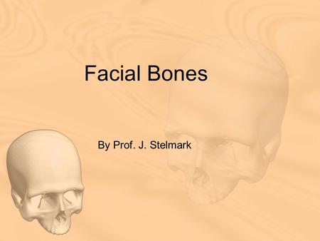Facial Bones By Prof. J. Stelmark.