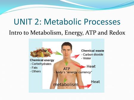 UNIT 2: Metabolic Processes Intro to Metabolism, Energy, ATP and Redox.