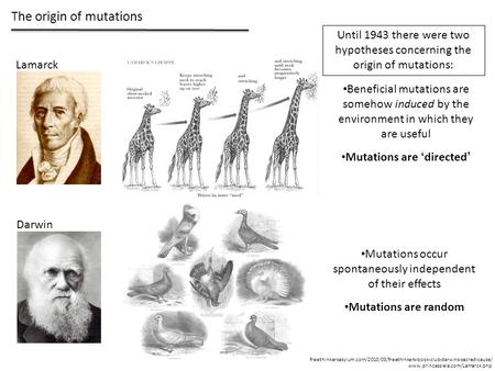 The origin of mutations Lamarck Darwin www.princessleia.com/Lamarck.php freethinkersasylum.com/2010/03/freethinkers-book-club-darwins-sacred-cause/ Beneficial.