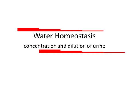 Water Homeostasis concentration and dilution of urine.