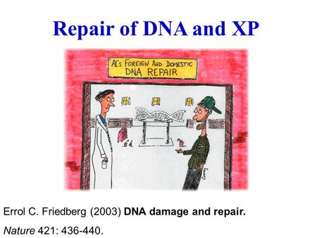 Repair of DNA and XP Errol C. Friedberg (2003) DNA damage and repair. Nature 421: 436-440.
