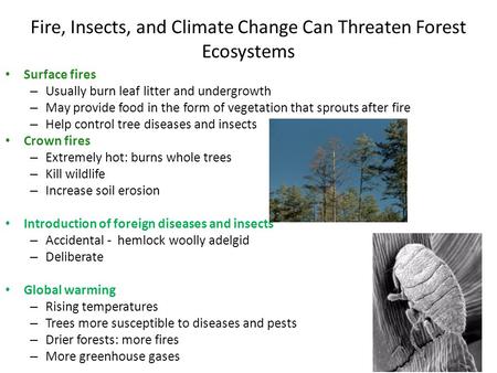 Fire, Insects, and Climate Change Can Threaten Forest Ecosystems Surface fires – Usually burn leaf litter and undergrowth – May provide food in the form.