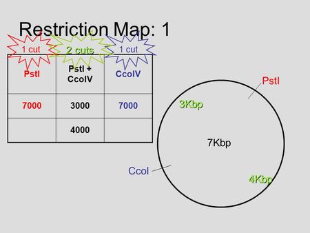 Restriction Map: 1 PstI PstI + CcoIV 700030007000 4000 PstI CcoI 7Kbp 1 cut 2 cuts 3Kbp 4Kbp.