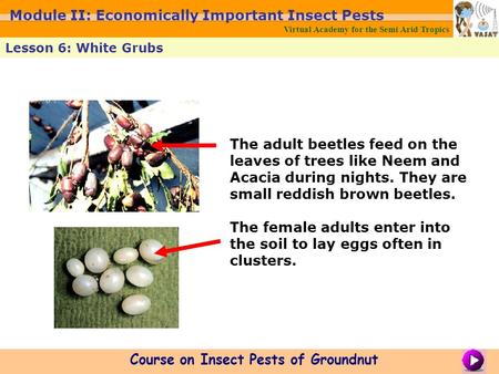 The adult beetles feed on the leaves of trees like Neem and Acacia during nights. They are small reddish brown beetles. The female adults enter into the.