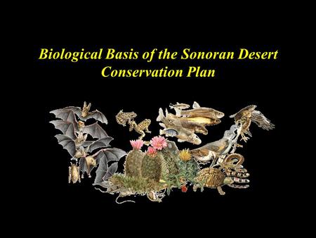 Biological Basis of the Sonoran Desert Conservation Plan.