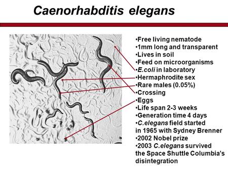 Caenorhabditis elegans Free living nematode 1mm long and transparent Lives in soil Feed on microorganisms E.coli in laboratory Hermaphrodite sex Rare males.