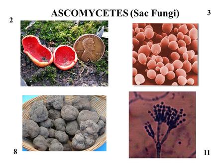 ASCOMYCETES (Sac Fungi)