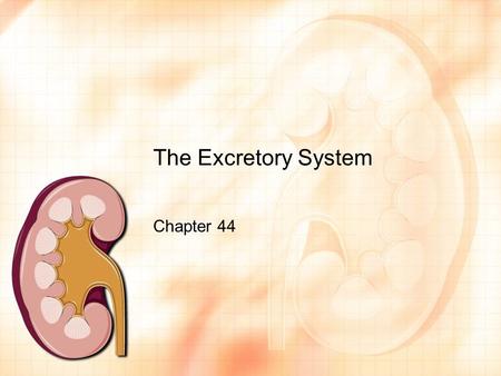 The Excretory System Chapter 44. What you need to know! Different waste products, which animal groups produce each, and why. The components of a nephron,