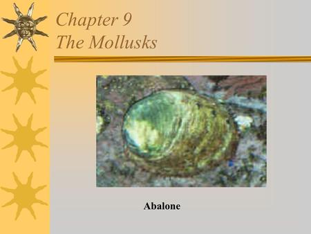 Chapter 9 The Mollusks Abalone. Mollusks  Soft bodied  Include the shipworm, snail, clam, mussel, oyster, scallop, abalone, squid, octopus, cuttlefish,