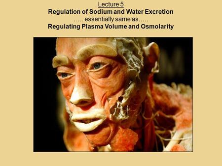 Lecture 5 Regulation of Sodium and Water Excretion ….. essentially same as….. Regulating Plasma Volume and Osmolarity.
