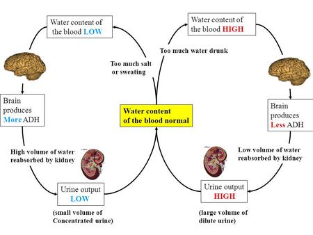 Water content of the blood normal Water content of the blood HIGH Water content of the blood LOW Too much water drunk Too much salt or sweating Brain produces.