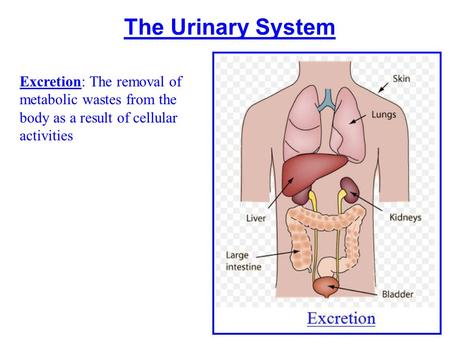 The Urinary System Excretion: The removal of metabolic wastes from the