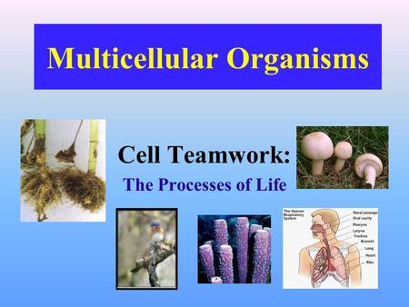 Multicellular Organisms Cell Teamwork: The Processes of Life.