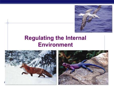 AP Biology 2006-2007 Regulating the Internal Environment.