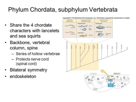 Phylum Chordata, subphylum Vertebrata Share the 4 chordate characters with lancelets and sea squirts Backbone, vertebral column, spine –Series of hollow.