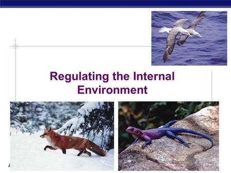 AP Biology 2006-2007 Regulating the Internal Environment.