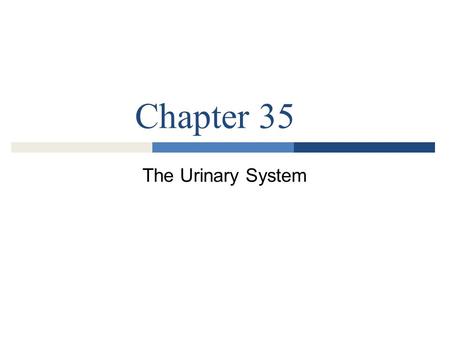 Chapter 35 The Urinary System.