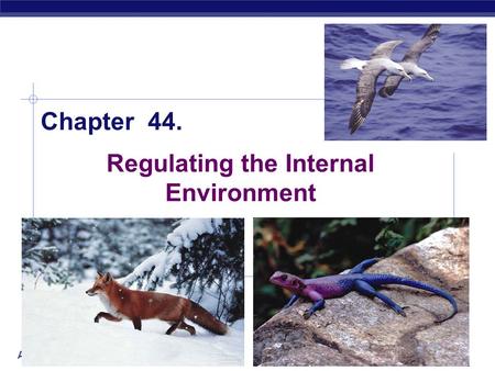 AP Biology 2005-2006 Regulating the Internal Environment Chapter 44.