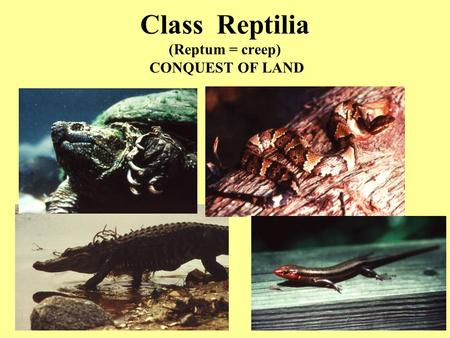 Class Reptilia (Reptum = creep) CONQUEST OF LAND.
