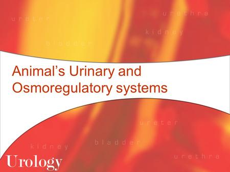 Animal’s Urinary and Osmoregulatory systems. Paramecium Paramecium live in freshwater and have a problem of water being transported into them because.