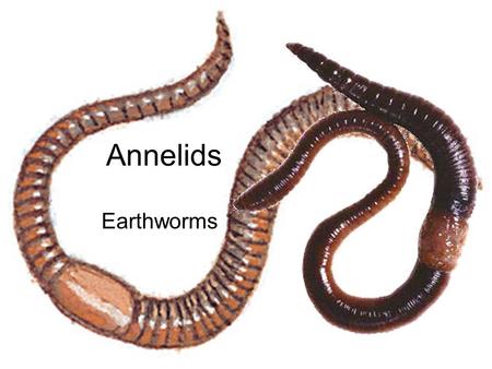 Annelids Earthworms. Anatomy Vocabulary Anatomy – body partsAnatomy – body parts Body SystemsBody Systems – Digestive System, Nervous System, Circulatory.