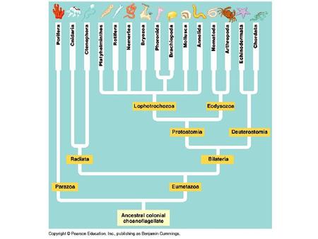 Platyhelminthes General characteristics: