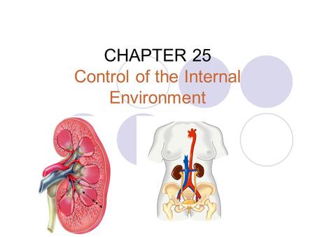 CHAPTER 25 Control of the Internal Environment. internal homeostatic mechanisms  Thermoregulation maintains the body temperature within a tolerable range.