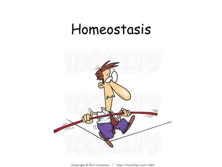 Homeostasis. What is homeostasis? (same) (state) Regulation and internal maintenance of the body The body works best when internal conditions are within.