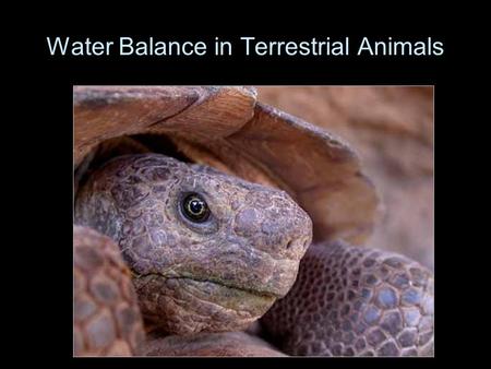 Water Balance in Terrestrial Animals