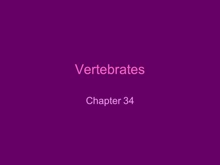 Vertebrates Chapter 34. Chordata Characteristics.