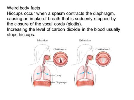 Weird body facts Hiccups occur when a spasm contracts the diaphragm, causing an intake of breath that is suddenly stopped by the closure of the vocal cords.