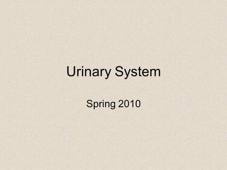 Urinary System Spring 2010.