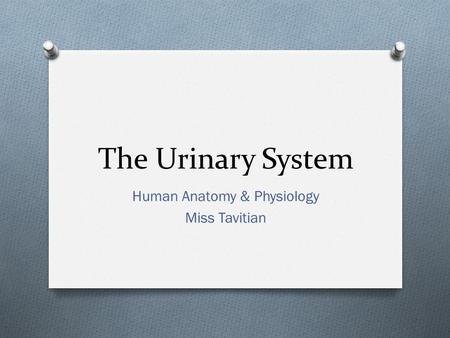 The Urinary System Human Anatomy & Physiology Miss Tavitian.