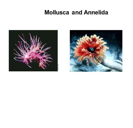 Mollusca and Annelida. Relationship of Mollusca and Annelida  Similar patterns of embryology  True coelom  Fluid filled cavity within the mesoderm.