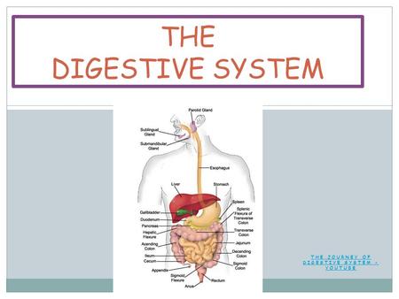 THE JOURNEY OF DIGESTIVE SYSTEM - YOUTUBE THE DIGESTIVE SYSTEM.