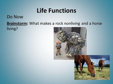 Life Functions Do Now Brainstorm: What makes a rock nonliving and a horse living?