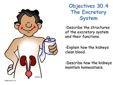 Objectives 30.4 The Excretory System