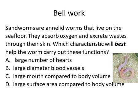 Bell work Sandworms are annelid worms that live on the