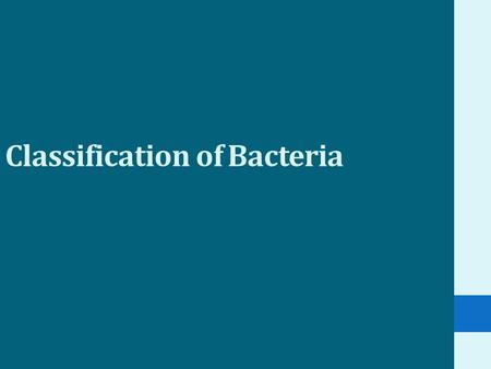 Classification of Bacteria. There are thousands of species of bacteria on earth, many of which have not yet been identified. When attempting to classify.