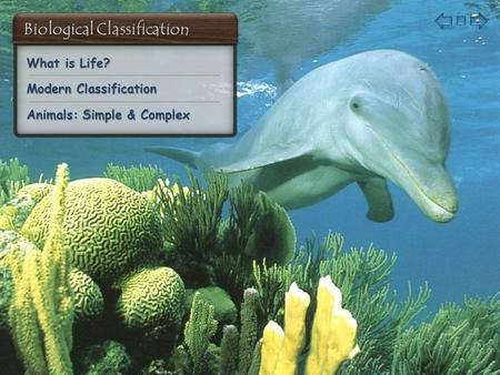 What is Life? What is Life? Modern Classification Modern Classification Animals: Simple & Complex Animals: Simple & Complex.