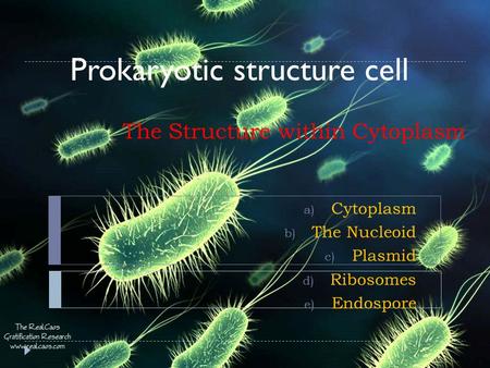 The Structure within Cytoplasm a) Cytoplasm b) The Nucleoid c) Plasmid d) Ribosomes e) Endospore Prokaryotic structure cell.
