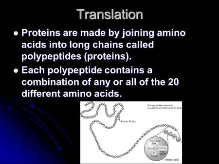 Translation Proteins are made by joining amino acids into long chains called polypeptides (proteins). Each polypeptide contains a combination of any or.