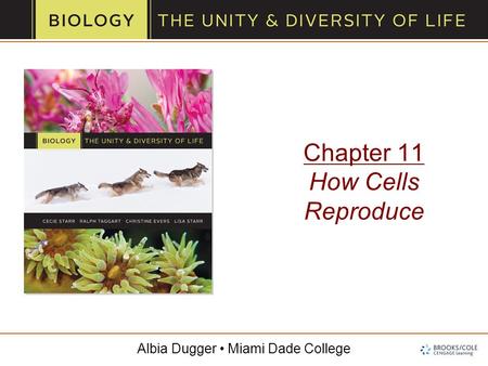 Albia Dugger Miami Dade College Chapter 11 How Cells Reproduce.