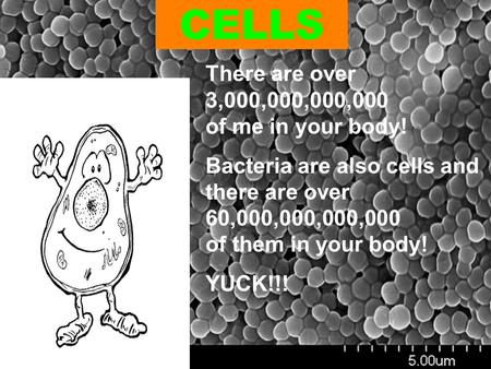 CELLS There are over 3,000,000,000,000 of me in your body!