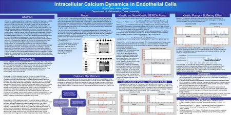 Intracellular Calcium Dynamics in Endothelial Cells Scott Cara; Anita Layton Department of Mathematics, Duke University Abstract ModelKinetic Pump – Buffering.