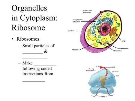 Organelles in Cytoplasm: Ribosome Ribosomes –Small particles of _________ & ___________ –Make __________ following coded instructions from __________.