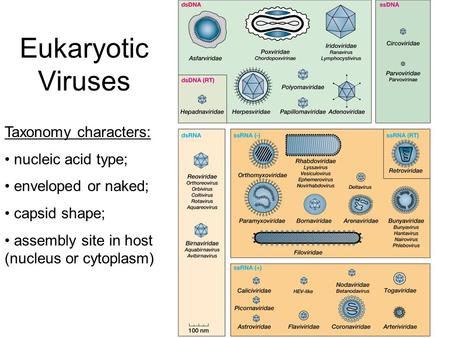 Eukaryotic Viruses Taxonomy characters: nucleic acid type; enveloped or naked; capsid shape; assembly site in host (nucleus or cytoplasm)